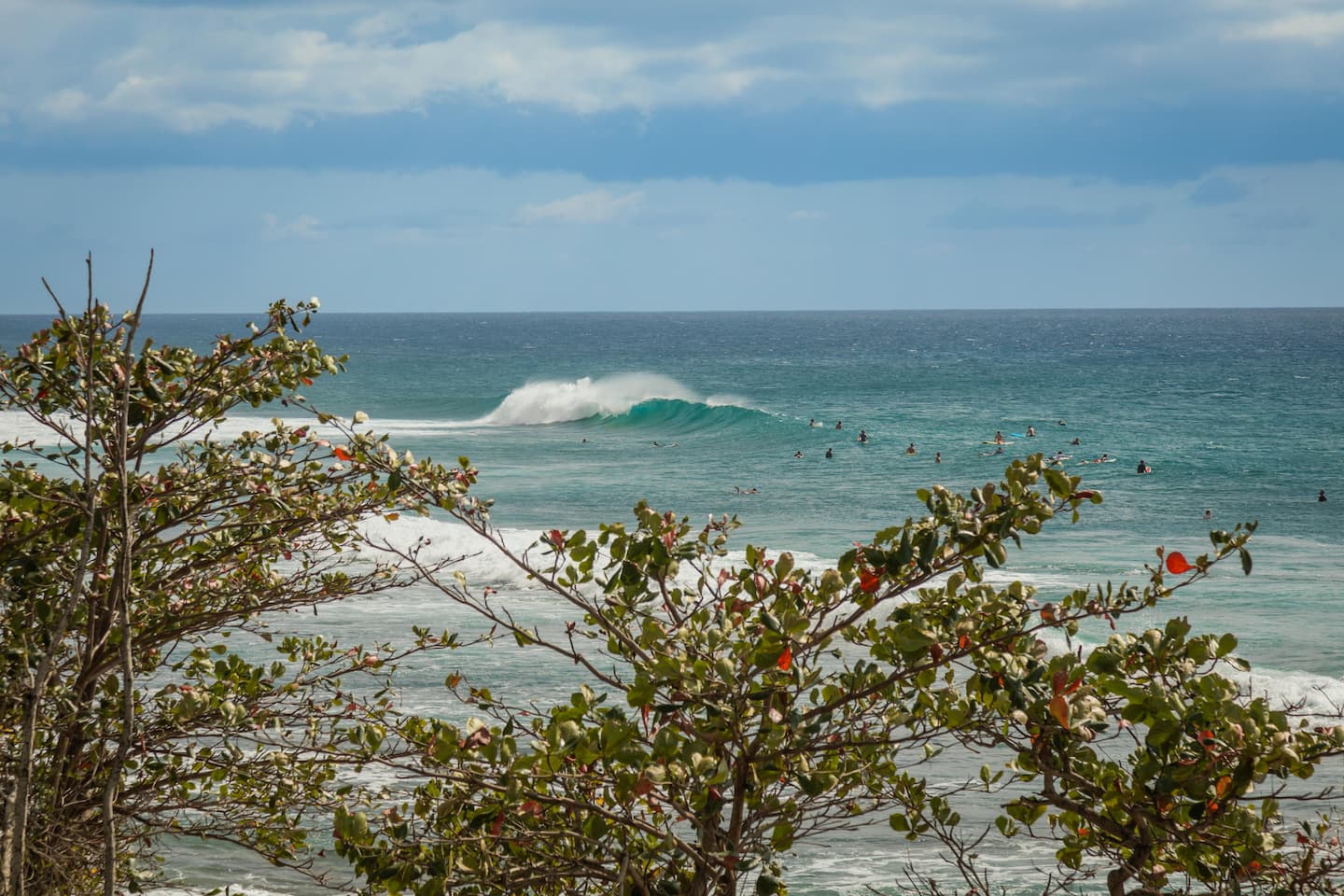 A clean wave breaking off Rincón with surfers waiting in the lineup, framed by seagrape branches in the foreground